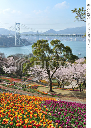 櫻花和郁金香開花的火山Kanmon橋樑俯視從公園 櫻花和郁金香開花的火山Kanmon橋樑俯視從公園 1424949
