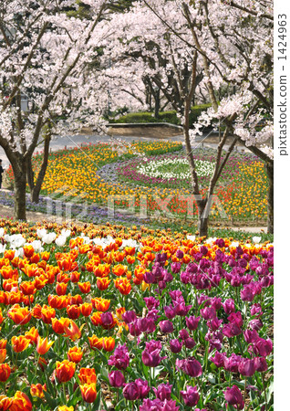 櫻花和郁金香開花的火山公園 櫻花和郁金香開花的火山公園 1424963