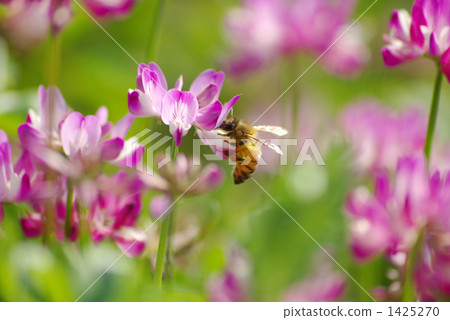 Astragalus and honeybee 1425270