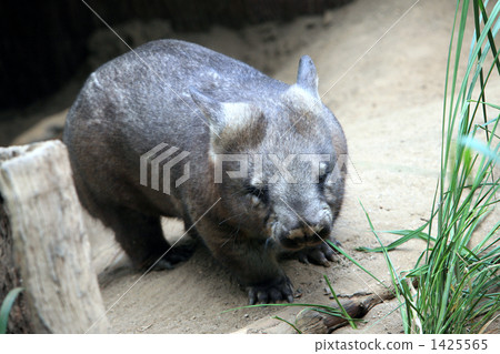 我醒了! 我醒了! 1425565