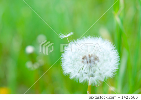 Dandelion seeds Dandelion seeds 1425566