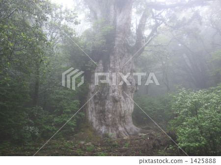 Jomon cedar of Yakushima 1425888