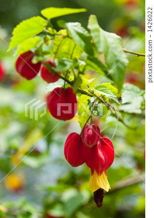 Brilliant dolphin 1426022