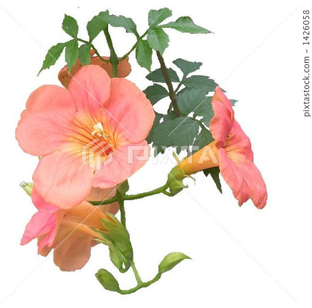 Nausuz Kazura Nausuz Kazura 1426058