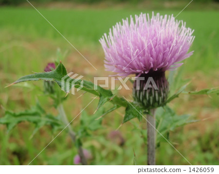 Thistle blooming in a rice field Thistle blooming in a rice field 1426059