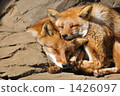 A fox nap 1426097