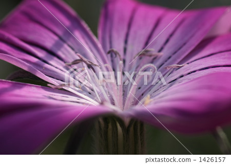 Agurosutenma Agurosutenma 1426157