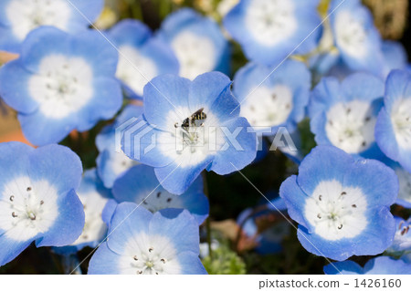 蜜蜂 林草屬植物(一種園藝觀賞植物) 花朵 1426160