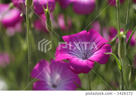 麥仙翁 花朵 花 1426172