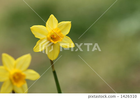 daffodil, recommendation, narcissus 1426310
