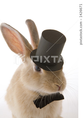 Silk hat and Butterfly Thai child child rabbit 1426671