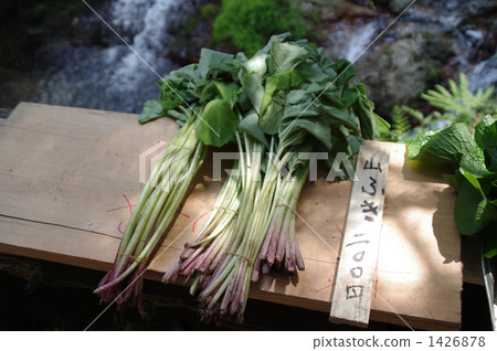 蜂鬥葉屬植物 巨蜂斗菜 青菜 1426878