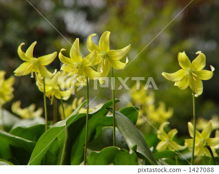 四月Kibanakatakuri和Uryu 09 四月Kibanakatakuri和Uryu 09 1427088