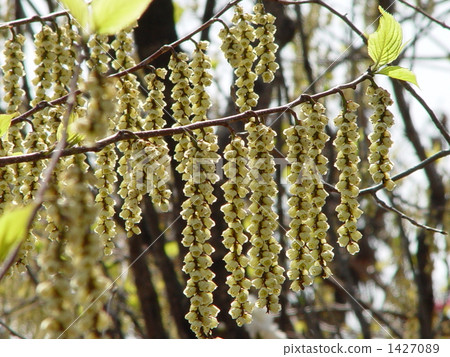 四月Kiboshi·Kibussibi 08 1427089