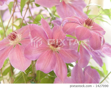 四月鐵線蓮·毛茛屬家庭14 四月鐵線蓮·毛茛屬家庭14 1427090