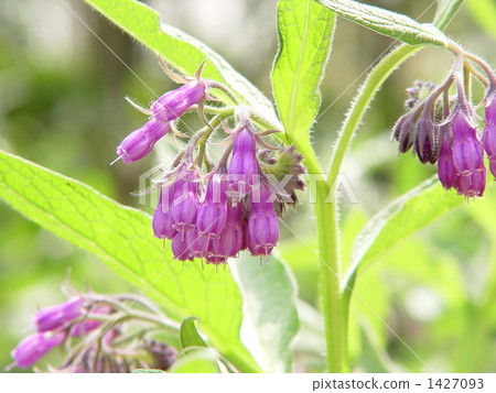 April Confree·Murasakiidae 03 April Confree·Murasakiidae 03 1427093