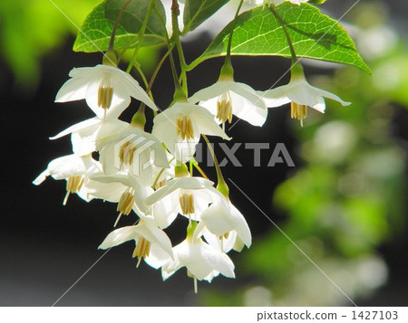 5月0 Egonoki / Egonomaceae 01 1427103