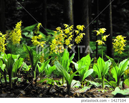 5月0日艾賓·蘭花系05 1427104