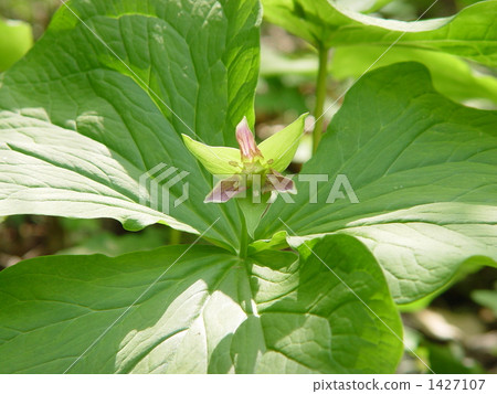 May 0 Enreisure · Lilyu 06 1427107