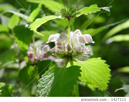 May 0 Odorikoso / Labiata 07 May 0 Odorikoso / Labiata 07 1427111