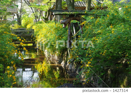 Yamabuki Saku Matsuo Taisha 1427314