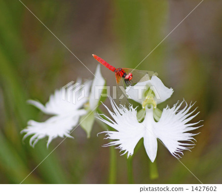 雙子葉植物與馬 1427602