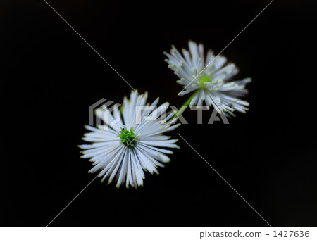 Momige larch (black back) Momige larch (black back) 1427636