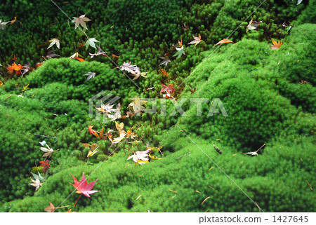 檜葉金發蘚 1427645