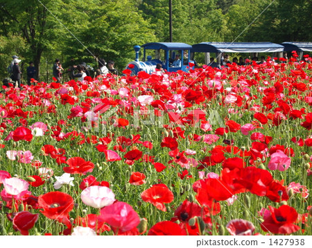 Chirley Poppy 1427938