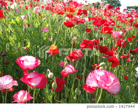 Chirley Poppy 1427944