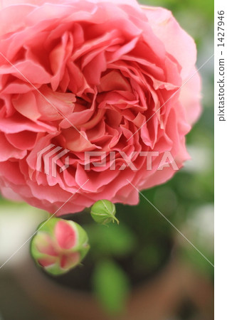 開花在庭院裡的周年紀念慶祝 1427946