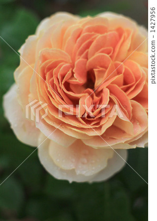 偉大的焦糖古董 1427956