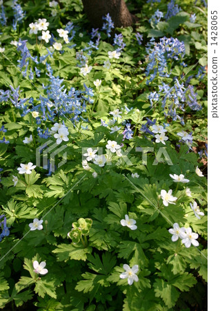 Nirin and Ezoengoshaku 1428065