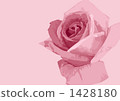 玫瑰花 玫瑰粉紅色 背景圖像 1428180