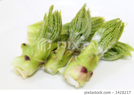 山野菜 香芹(繖形)目 1428217