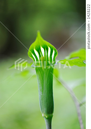 Aoi Mushroom Aoi Mushroom 1428222