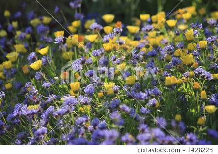 coleostephus myconis, chrysanthemum multicaule, blue flowers 1428223