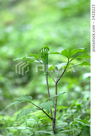 Aoi Mushroom 1428225