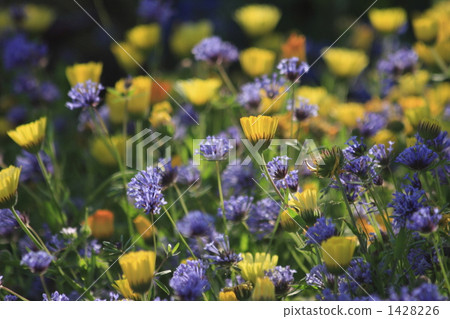 coleostephus myconis, chrysanthemum multicaule, blue flowers 1428226