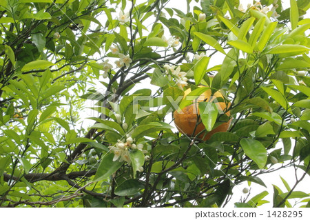 夏蜜柑 柑桔 柑橘 1428295