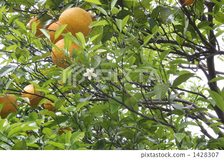 natsumikan, summer tangerine, mandarin orange 1428307