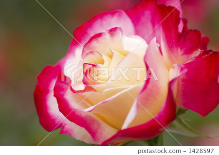 Roses / Varieties / Double Delight 1428597