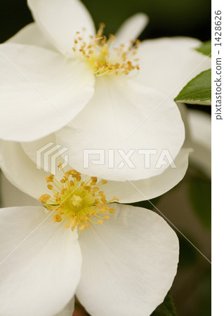 玫瑰/品種名稱/ Frau Holle 1428626