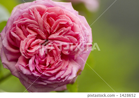 玫瑰/品種名稱/ La·Rose·de·Molinal 玫瑰/品種名稱/ La·Rose·de·Molinal 1428652