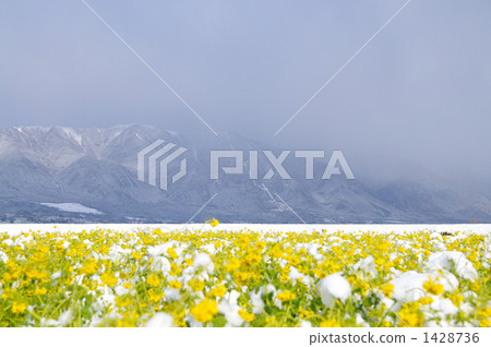 強姦鮮花和雪景2 1428736