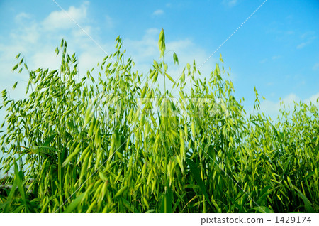 燕麥領域，向上 1429174