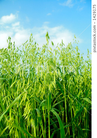 Field of oat, vertical composition Field of oat, vertical composition 1429175