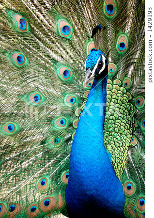 Courtship pose of Indian peacock, Vertical composition Courtship pose of Indian peacock, Vertical composition 1429193