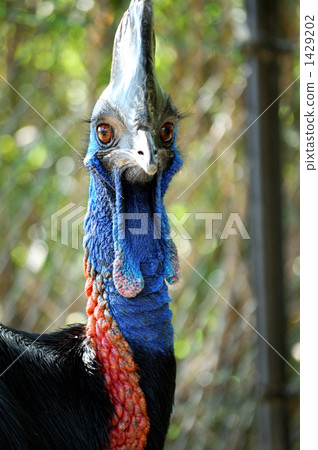 Hikidori簡介 Hikidori簡介 1429202