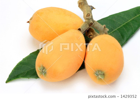 Loquat 1429352